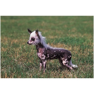 Chinese Crested 9
