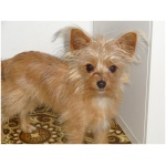 Chorkie 3