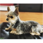 Chorkie 5