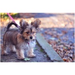 Chorkie 7