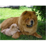 Chow Chow 9