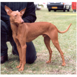 Cirneco dellEtna 0