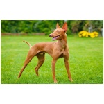 Cirneco dellEtna 2