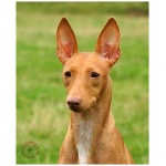 Cirneco dellEtna 5