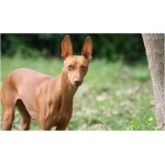 Cirneco dellEtna 7