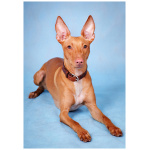 Cirneco dellEtna 8