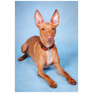 Cirneco dellEtna 8