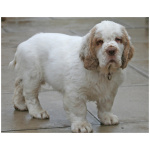 Clumber Spaniel 9