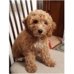 Cockapoo 0