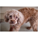 Cockapoo 1