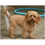 Cockapoo 2