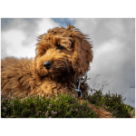 Cockapoo 3