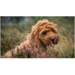 Cockapoo 4