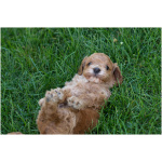 Cockapoo 5