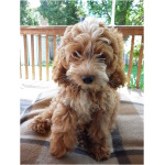 Cockapoo 6