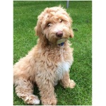 Cockapoo 7