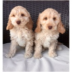 Cockapoo 8