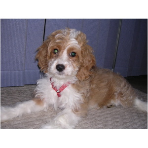 Cockapoo 9