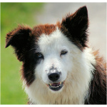 Collie 9