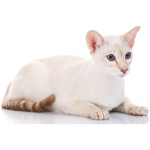 Colorpoint Shorthair 0