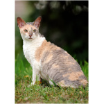Cornish Rex 0