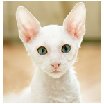 Cornish Rex 1