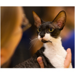 Cornish Rex 2