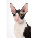Cornish Rex 3