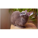 Cornish Rex 7