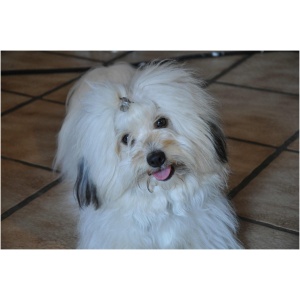 Coton De Tulear 9
