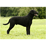 Curly Coated Retriever 2