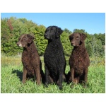 Curly Coated Retriever 3