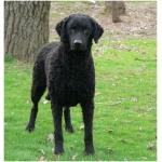Curly Coated Retriever 6
