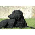 Curly Coated Retriever 7