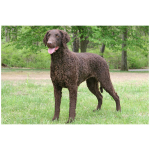 Curly Coated Retriever 9