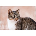 Cyprus cat 4