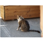 Cyprus cat 9