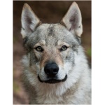 Czechoslovakian Wolfdog 0