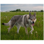 Czechoslovakian Wolfdog 5