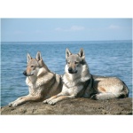 Czechoslovakian Wolfdog 6