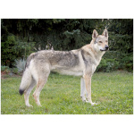 Czechoslovakian Wolfdog 7