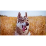 Czechoslovakian Wolfdog 8