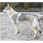 Czechoslovakian Wolfdog 9