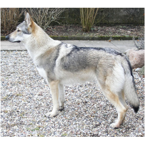 Czechoslovakian Wolfdog 9