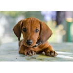 Dachshund 1