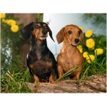 Dachshund 2