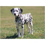 Dalmatian 0