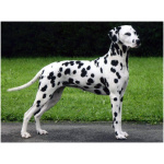 Dalmatian 1