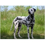 Dalmatian 3