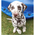 Dalmatian 5